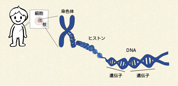 図２ ヒトの遺伝子と染色体