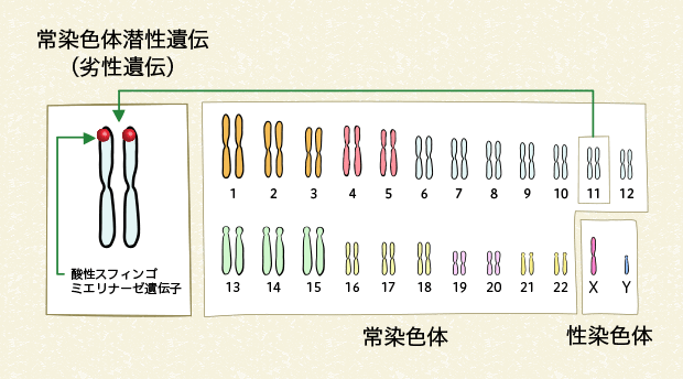 図3 ヒトの染色体と酸性スフィンゴミエリナーゼ欠損症（ASMD）の遺伝子の変化（男性）