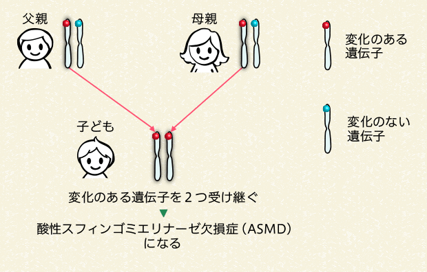 両親から変化のある遺伝子を受け継ぐ場合（25％の確率）