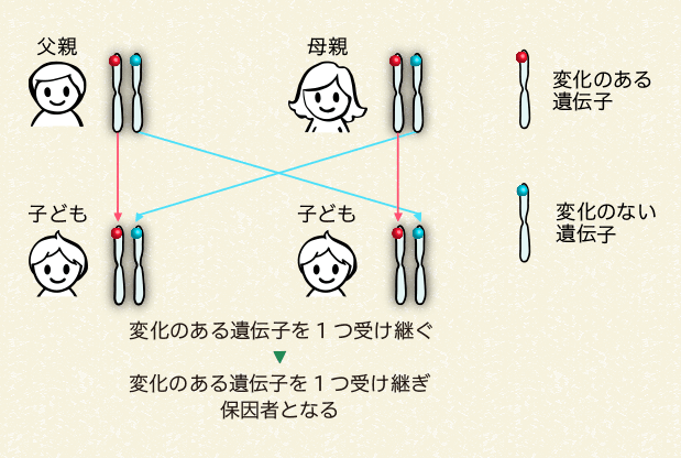 変化のある遺伝子を1つ受け継ぎ保因者となる場合（50％の確率）