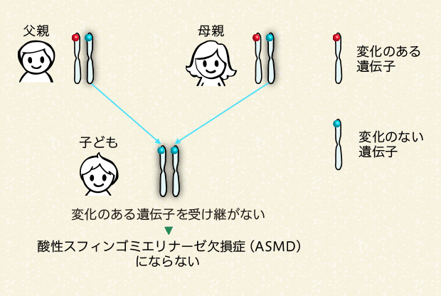 両親から変化のある遺伝子を受け継がない場合（25％の確率）