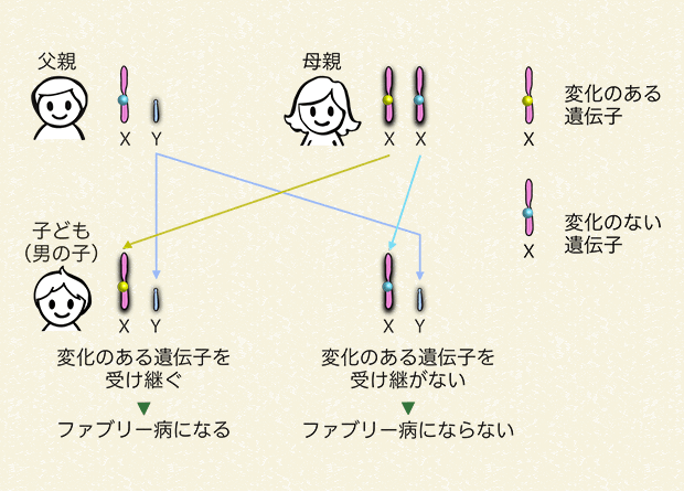 母親が変化のある遺伝子を持っていて、子どもが男の子の場合（変化のある遺伝子を受け継ぐ確率と受け継がない確率はどちらも50％）