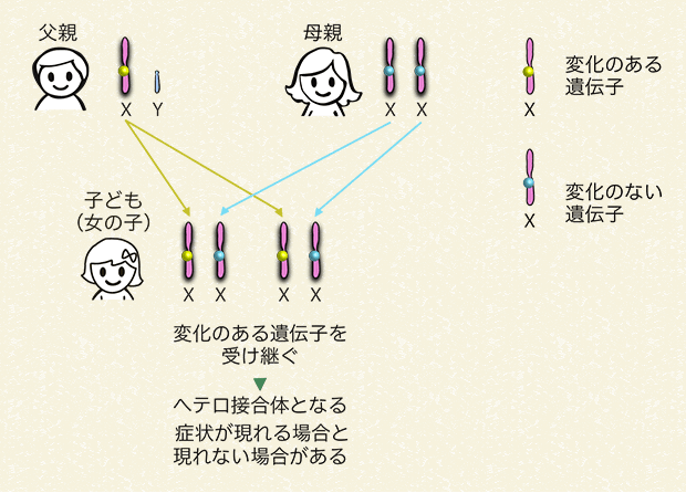 父親が変化のある遺伝子を持っていて、子どもが女の子の場合（100％の確率で変化のある遺伝子を受け継ぐ）