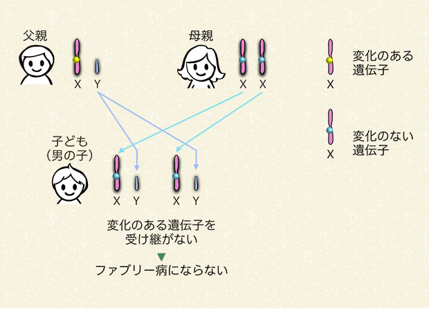 父親が変化のある遺伝子を持っていて、子どもが男の子の場合（変化のある遺伝子を受け継がない）