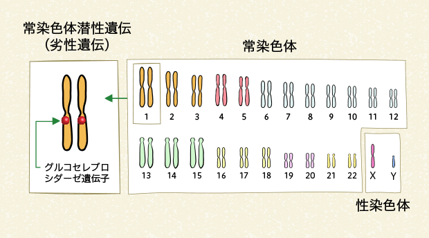 図5 ヒトの染色体とゴーシェ病の遺伝子の変化（男性）