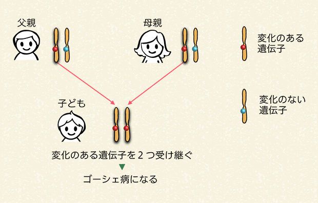 両親から変化のある遺伝子を受け継ぐ場合（25％の確率）