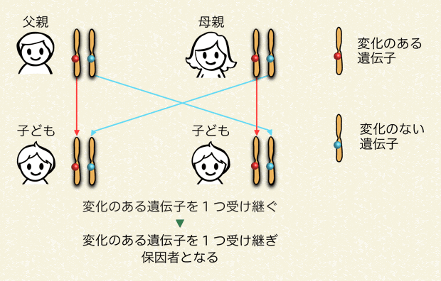 変化のある遺伝子を1つ受け継ぎ保因者となる場合（50％の確率）