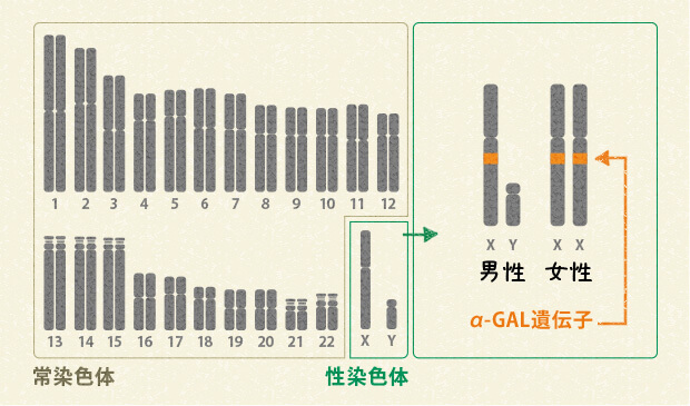 図3 ヒトの染色体とα-GAL遺伝子の場所 図3 ヒトの染色体とα-GAL遺伝子の場所
