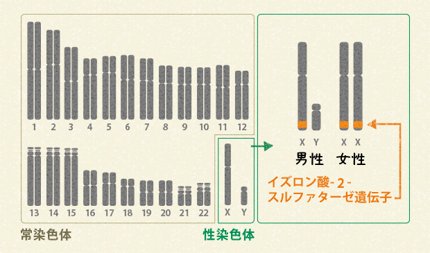 図3 ヒトの染色体とイズロン酸-2-スルファターゼ遺伝子の場所 図3 ヒトの染色体とイズロン酸-2-スルファターゼ遺伝子の場所