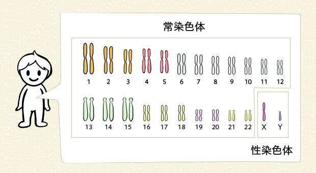 図3 ヒトの染色体（男性）