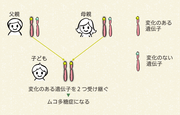 両親から変化のある遺伝子を受け継ぐ場合（25％の確率）