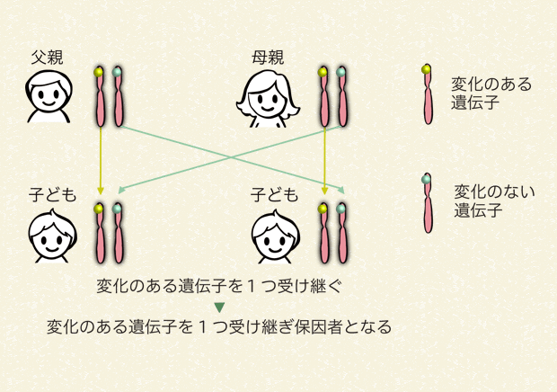 変化のある遺伝子を1つ受け継ぎ保因者となる場合（50％の確率）