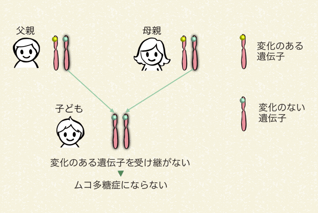 両親から変化のある遺伝子を受け継がない場合（25％の確率）