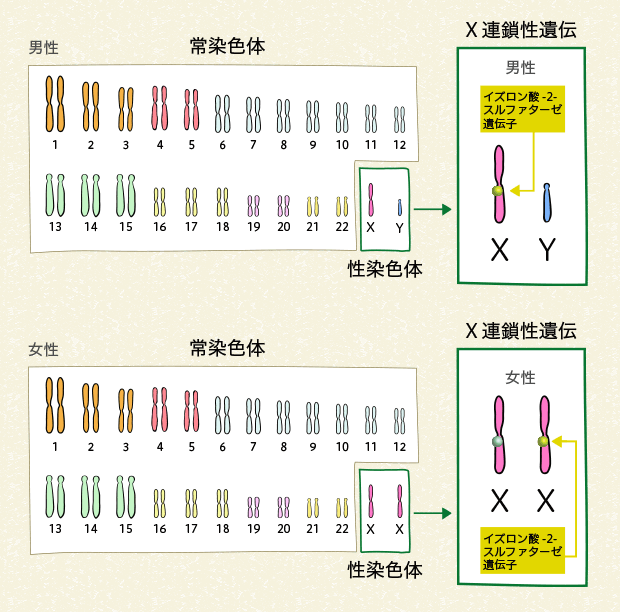 図5 ヒトの染色体とイズロン酸-2-スルファターゼ遺伝子の場所