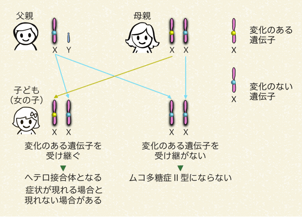 母親が変化のある遺伝子を持っていて、子どもが女の子の場合（変化のある遺伝子を受け継ぐ確率と受け継がない確率はどちらも50％）