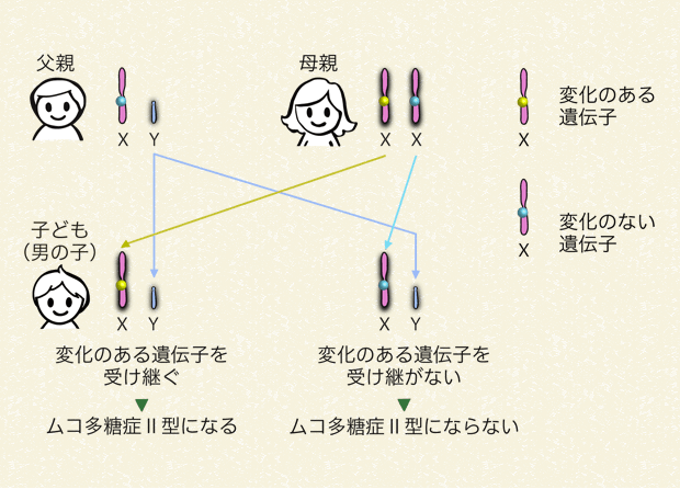 母親が変化のある遺伝子を持っていて、子どもが男の子の場合（変化のある遺伝子を受け継ぐ確率と受け継がない確率はどちらも50％）