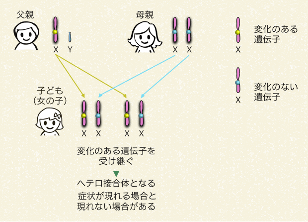 父親が変化のある遺伝子を持っていて、子どもが女の子の場合（100％の確率で変化のある遺伝子を受け継ぐ）