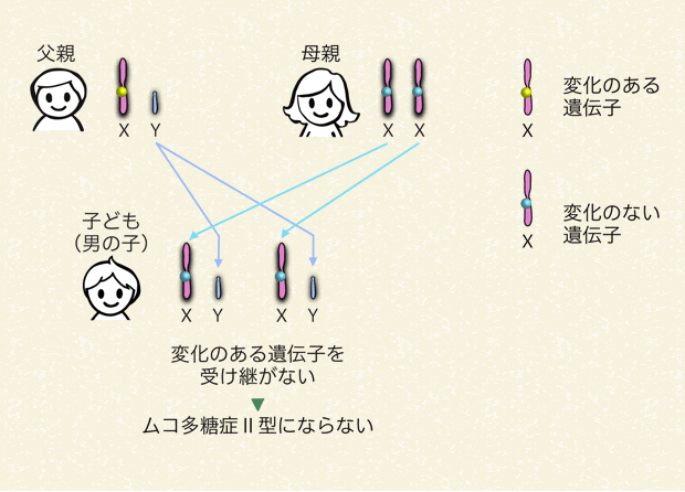 父親が変化のある遺伝子を持っていて、子どもが男の子の場合（変化のある遺伝子は受け継がない）