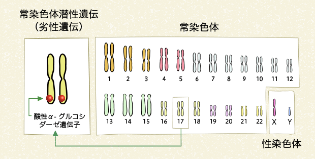 図3 ヒトの染色体とポンぺ病の遺伝子の変化（男性）