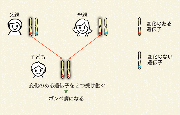 両親から変化のある遺伝子を受け継ぐ場合（25％の確率）