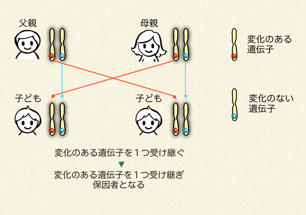 変化のある遺伝子を1つ受け継ぎ保因者となる場合（50％の確率）