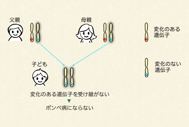 両親から変化のある遺伝子を受け継がない場合（25％の確率）