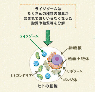 図1　細胞内のライソゾーム