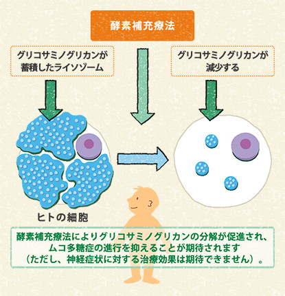 図2　ムコ多糖症の酵素補充療法