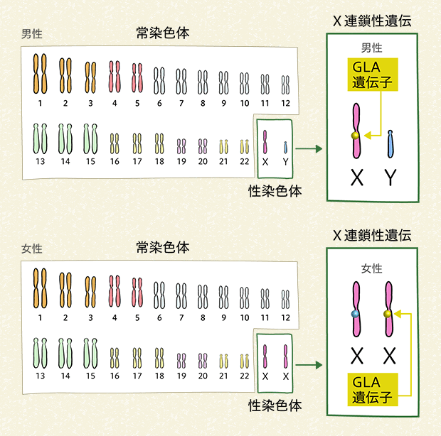図3 ヒトの染色体とファブリー病の遺伝子の変化 図3 ヒトの染色体とファブリー病の遺伝子の変化