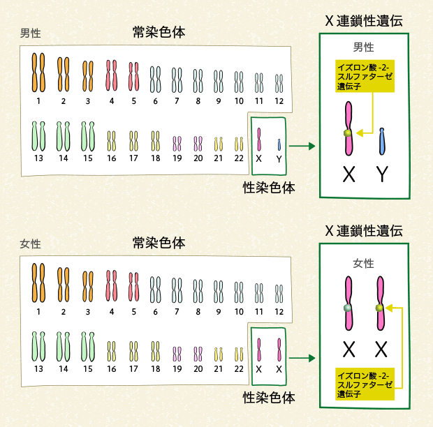 ムコ多糖症の遺伝子の変化とその伝わり方｜ライソゾーム病サイト